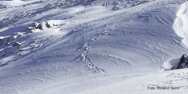 Im Gental bei Innertkirchen BE hat ein Wildhüter kürzlich im Schnee Bärenspuren gefunden. (Bild Kanton Bern)