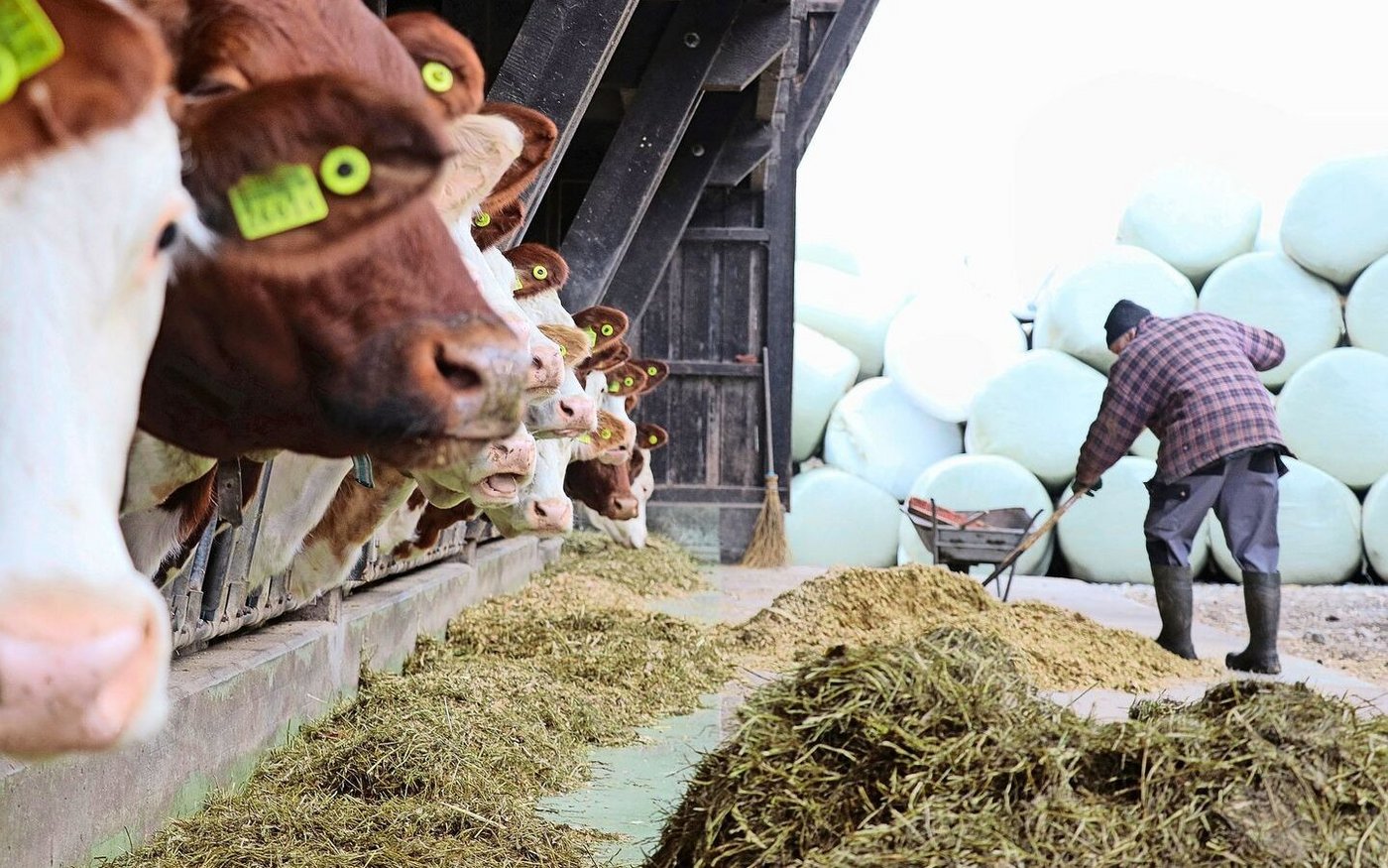 Milchproduzenten sind gezwungen, sich mit der wirtschaftlichen Situation auseinanderzusetzen.