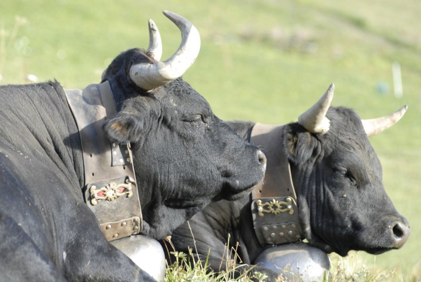 Gibt es für diese Eringer schon bald Horngeld? Der Ständerat arbeitet in diese Richtung. (Bild Archiv)