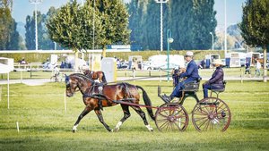 Das Schweizer Nation Das Schweizer Nationalgestüt befindet sich aktuell auf Sparkurs. Auch personell scheint es einige Turbulenzen zu durchleben.