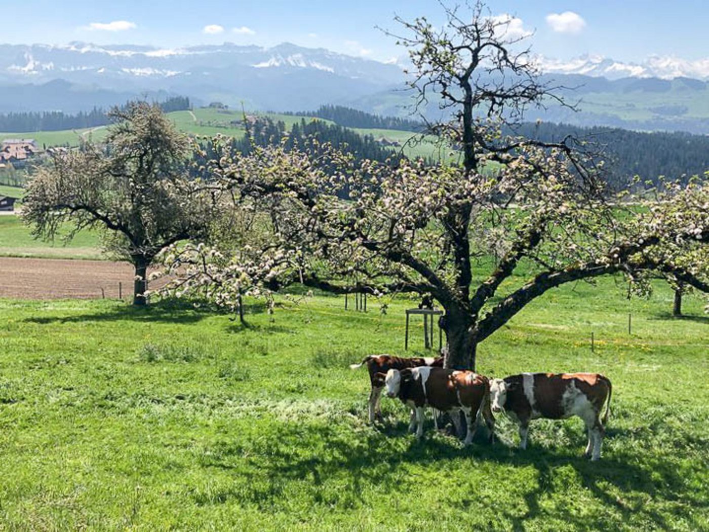 Kühe auf einer Weide. (Bild et)