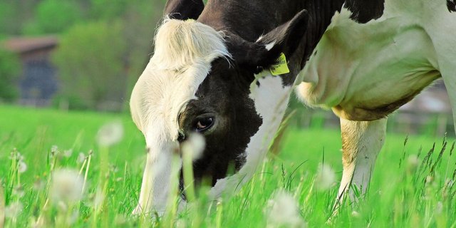 Mit der richtigen Fütterung und einer langen Nutzungsdauer seien Kühe mit 6000 Litern Milch ähnlich profitabel wie solche mit 9000 Litern.