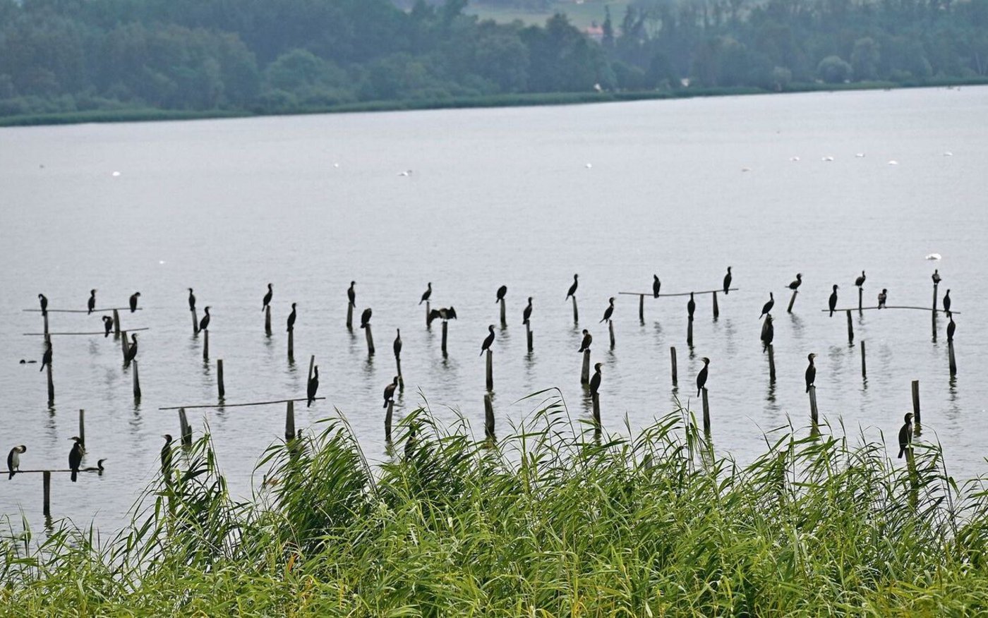 Im Fanel fühlen sich die Kormorane wohl. Täglich legen sie für die Nahrungssuche zwischen 20 bis 50 Kilometer zurück. 