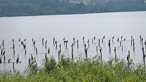 Im Fanel fühlen sich die Kormorane wohl. Täglich legen sie für die Nahrungssuche zwischen 20 bis 50 Kilometer zurück. 