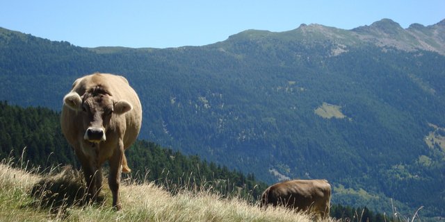 Die Schweizer Alpsaison wurde von der neunköpfigen Expertengruppe ebenfalls ausgewählt. (Bild BauZ)