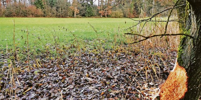 Noch ist hier der Biber zu Hause. Bald schon sollen Fahrende kommen. Im Gebiet Froumholz in Muri bei Bern ist ein Standplatz für Schweizer Fahrende geplant.  (Bild Simone Barth)