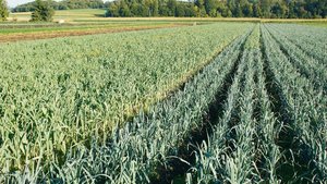 Lauchanbau im Berner Lauchanbau im Berner Seeland: Die Bandagen sind härter geworden, ob im biologischen oder im konventionellen Anbau.