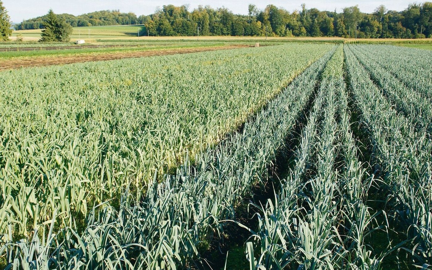 Lauchanbau im Berner Seeland: Die Bandagen sind härter geworden, ob im biologischen oder im konventionellen Anbau.