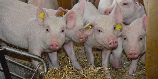 Zu viele Mastplätze sorgen für eine zu hohe Nachfrage nach Mastjagern. Bei den Schweinepreisen ist noch keine Erholung in Sicht.