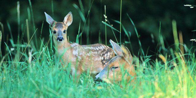 Bald beginnt die Setzzeit der Rehe. (Symbolbild Archiv BauZ)