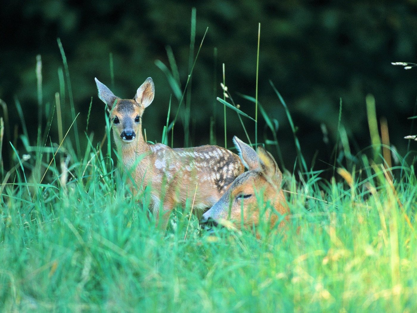 Bald beginnt die Setzzeit der Rehe. (Symbolbild Archiv BauZ)