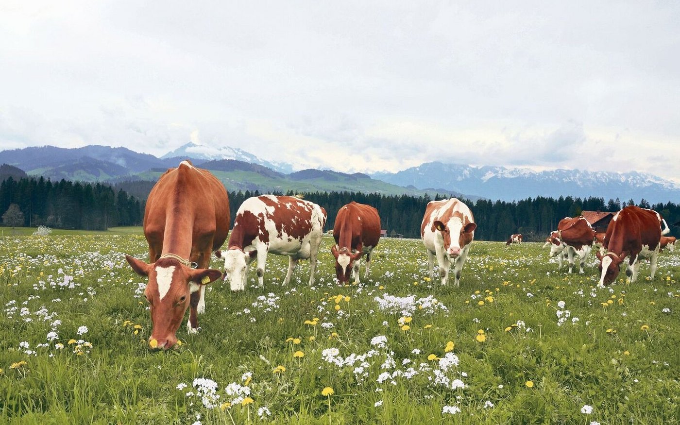 Standortgerecht gefütterte Wiederkäuer sollen auch in Zukunft das Grasland nutzen, etwa in Gebieten wie der voralpinen Hügelzone.