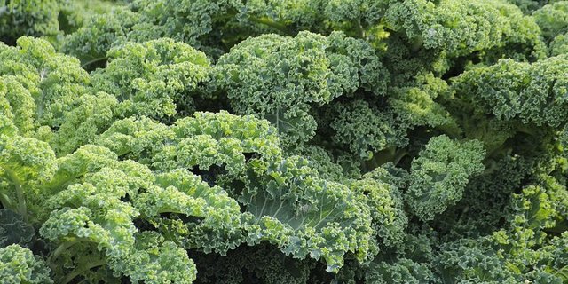 Federkohl wird in der Schweiz immer beliebter. (Bild pd)