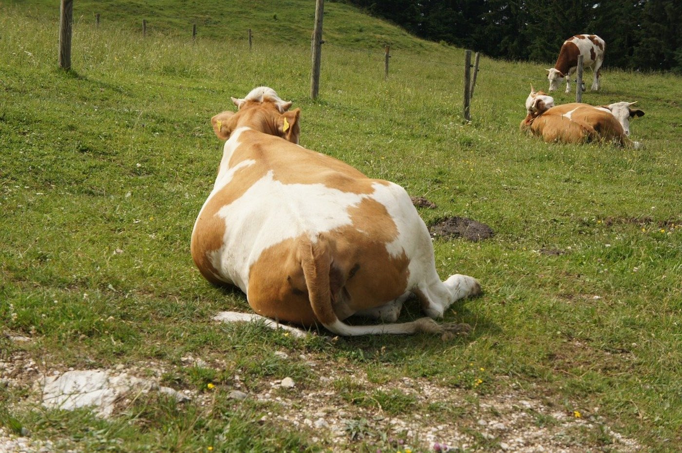 Wie insbesondere beim Stickstoff die Verlustminderung um 20 % per 2030 erreicht werden soll, ist laut Markus Ritter unklar. (Bild Pixabay)