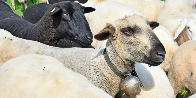 Seit 2020 werden Abgänge von Schafen in der TVD erfasst. Allerdings gibt es keine Möglichkeit, die Gründe für die Abmeldung eines Tieres zu erfassen.