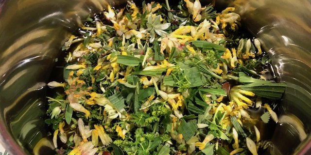 Heilpflanzenmix für eine Alpsalbe: Wundklee, Spitzwegerich, Frauenmänteli und Thymian. (Bild et)