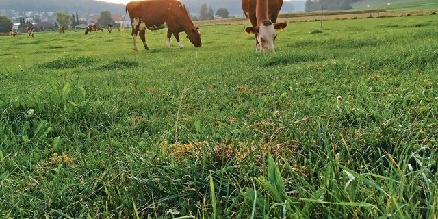 Bei herbstlicher Witterung verändern sich die Nährstoffgehalte auf der Weide.(Bild jsc)