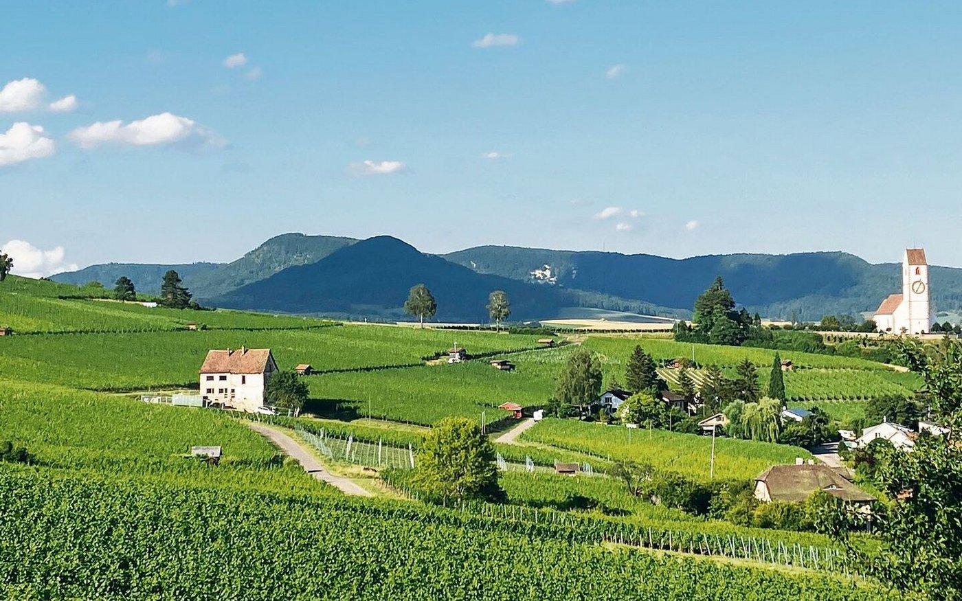 Das Klettgau – hier am Hallauerberg – verfügt über zahlreiche Rebflächen.