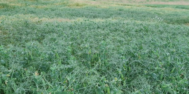 Viele Parzellen mit Eiweisserbsen sind vergilbt. Dies ist auf einen Luftmangel im Boden zurückzuführen. (Bild, Lars Mauron, LIG)