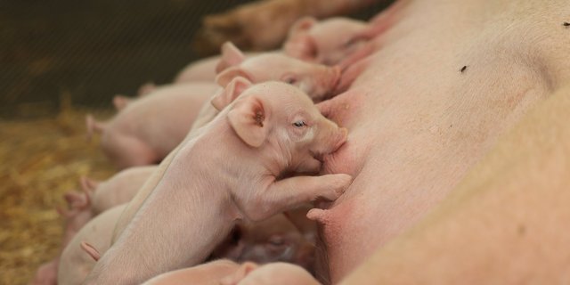 Saugferkel saugen bei ihrer Mutter.