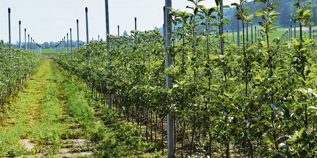 Die traditionelle Züchtung neuer Obstsorten ist ein langer Prozess. Vom Beginn der Züchtung bis zum Verkauf des Apfels im Laden dauert es 20 bis 30 Jahre.(Bild sgi)