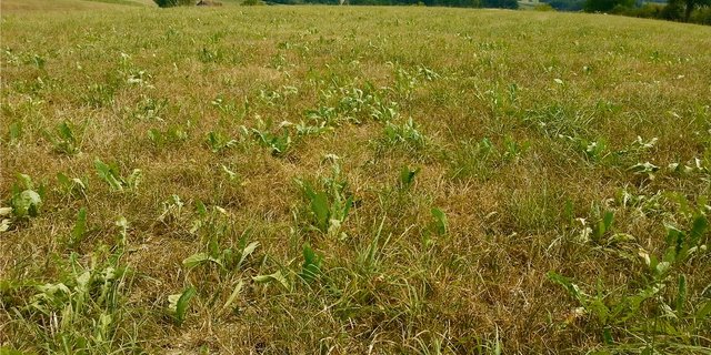 Bei Trockenheit sollte eine Übernutzung der Wiesenbestände vermieden werden. Denn eine zurück-haltende Nutzung wirkt sich positiv auf den Wiesenaustrieb nach dem Trockenstress aus. (Bild zVg)