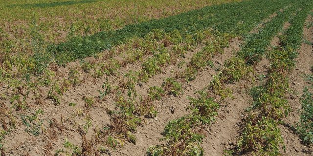 Trockenheitsschäden wie hier an Kartoffeln in der Region Moudon VD können bei der Versicherung  Schweizer Hagel abgedeckt werden. (Bild zVg)
