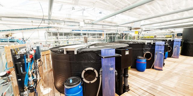 In den drei Becken haben 50 Kubikmeter Wasser Platz. (Bilder Frank Bruederli)