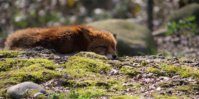 Oftmals fehlt die Zeit, um die behördlichen Bewilligungen einzuholen, denn die Tierärzte müssen im Notfall sofort handeln. (Bild Pixabay)