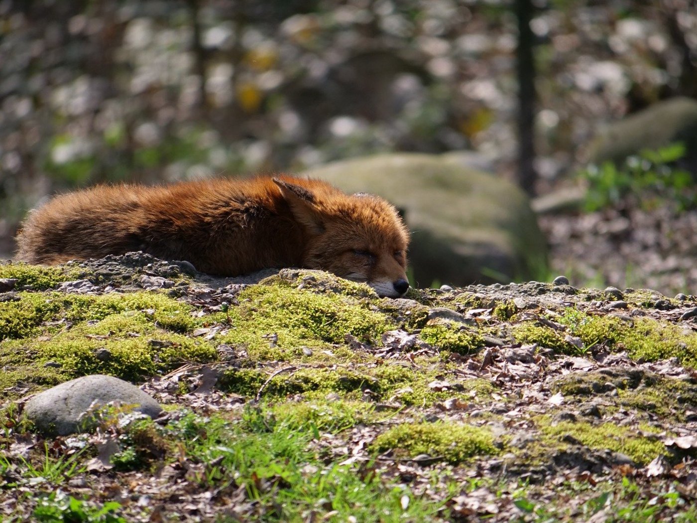 Oftmals fehlt die Zeit, um die behördlichen Bewilligungen einzuholen, denn die Tierärzte müssen im Notfall sofort handeln. (Bild Pixabay)