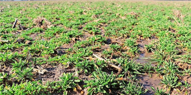 Bayer hat mit Genomeditierung Hellerkraut bearbeitet, um daraus eine Art Gründüngung in Fruchtfolgen mit Mais und Soja zu machen.  