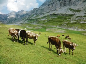 Alpen im Klimawandel: Anpassen statt aufgeben Steigende Temperaturen beschleunigen das Wachstum von Wiesenpflanzen, aber dadurch wird auch die Wasserversorgung schneller zum Problem.(Bild BauZ)