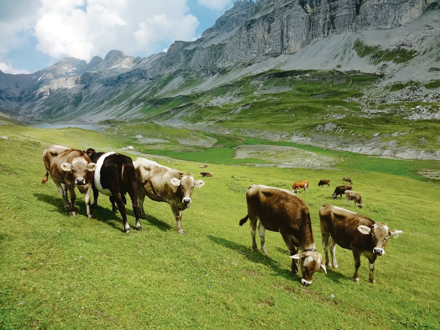 Steigende Temperaturen beschleunigen das Wachstum von Wiesenpflanzen, aber dadurch wird auch die Wasserversorgung schneller zum Problem.(Bild BauZ)