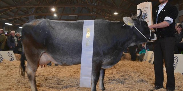 Heli Maloya von Hans und Simon Jegerlehner gewann den Miss Milchkuhtitel der Tiroler. Sie wurde auch zweite bei der Miss Schöneuterwahl. (Bilder Noëmi Elmiger)