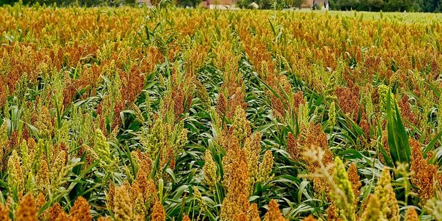 Sorghum gilt als klimataugliche Alternative zu Mais. (Bild Pixabay)