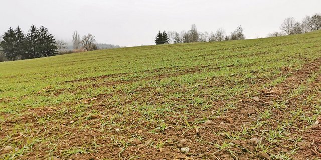 Bei 44 % der rund 737 ha Getreide in weiter Reihe, die in diesem Jahr geerntet wurden, handelt es sich um Winterweizen. (Bild sb)