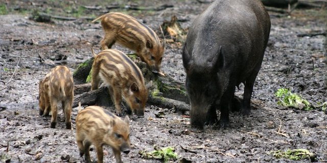 Wildschweine profitieren  vom warmen Klima,  vermehren sich kräftig  und..