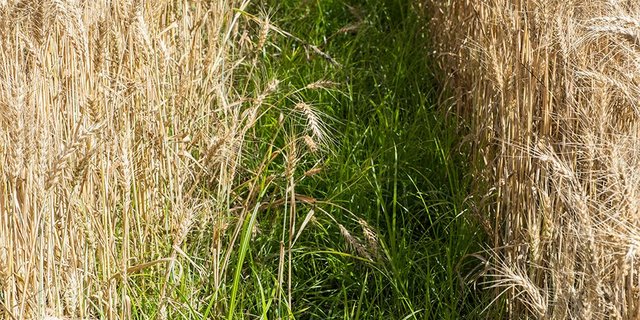 Erdmandelgras kann sich in verschiedenen Kulturen ausbreiten und dank der Knöllchen über Maschinen verschleppt werden. (Bilder Agroscope)