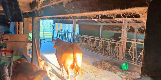 Belinda war bereits als Kalb sehr aufmerksam und neugierig. Nicht selten also findet man die Limousin-Kuh im Stall beim Futter wieder.