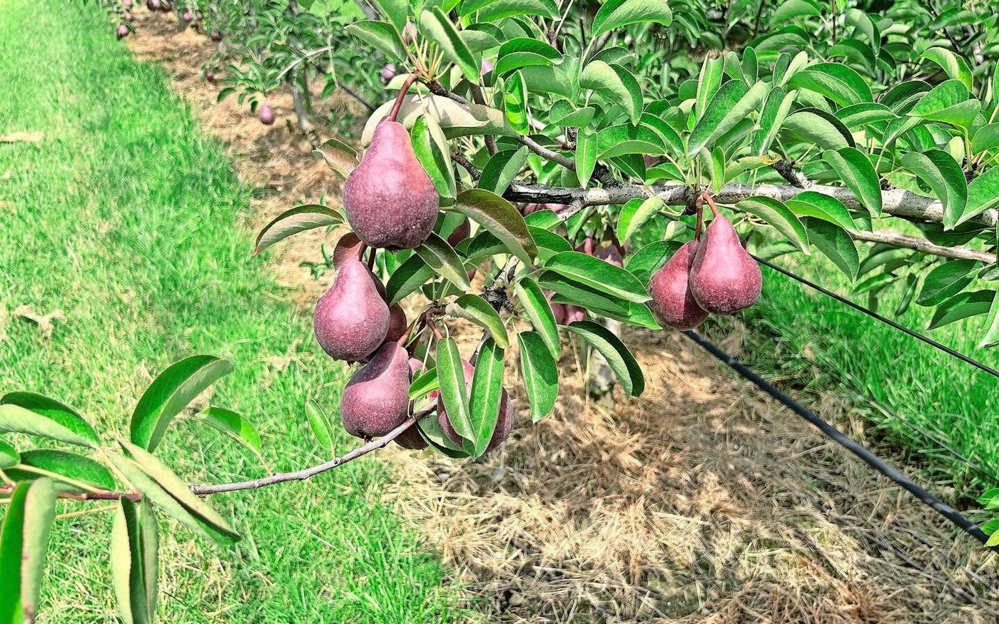 Noch sind die dunkelroten Red-Modoc-Birnen klein. Sie reifen zu grossen leuchtend roten grossen Birnen heran, die gut lagerbar sind. 