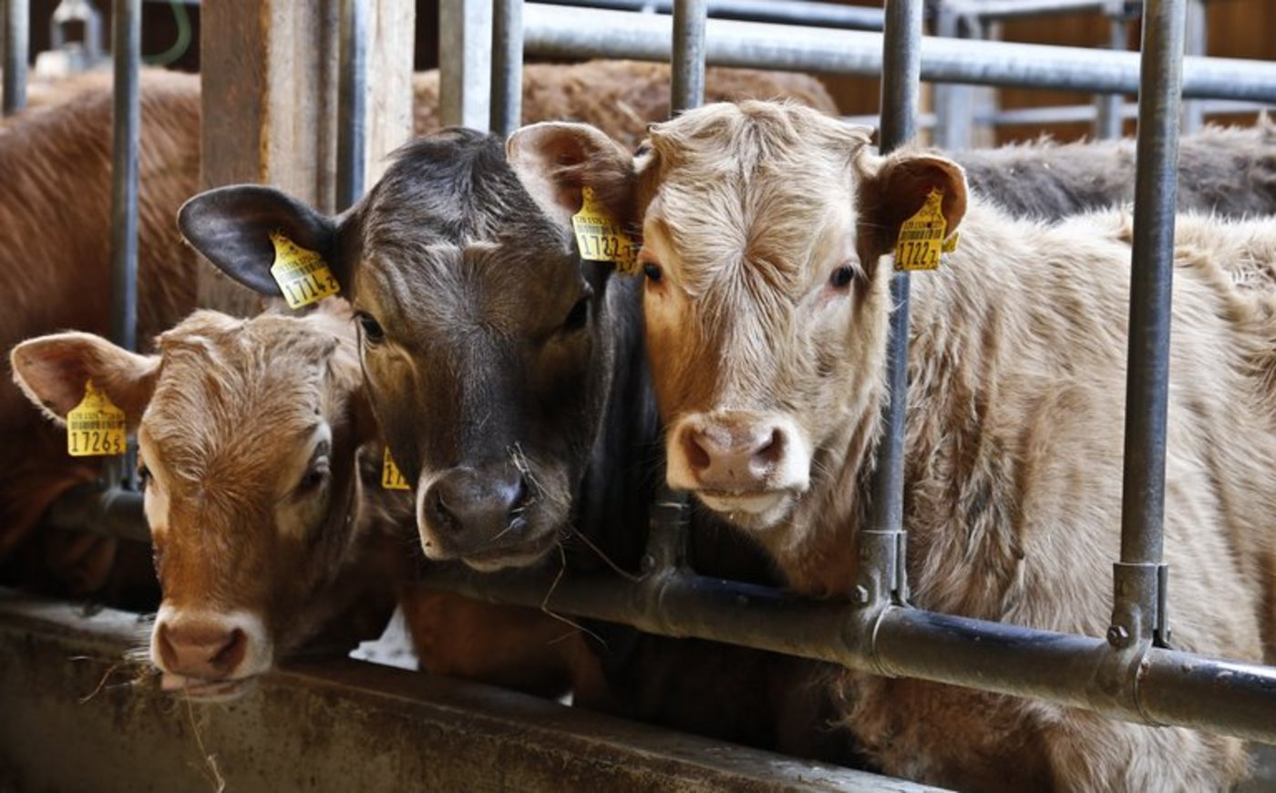 Eine Agridea-Studie stellt der Schweiz ein gutes Zeugnis im Tierschutz aus. (Bild ji)