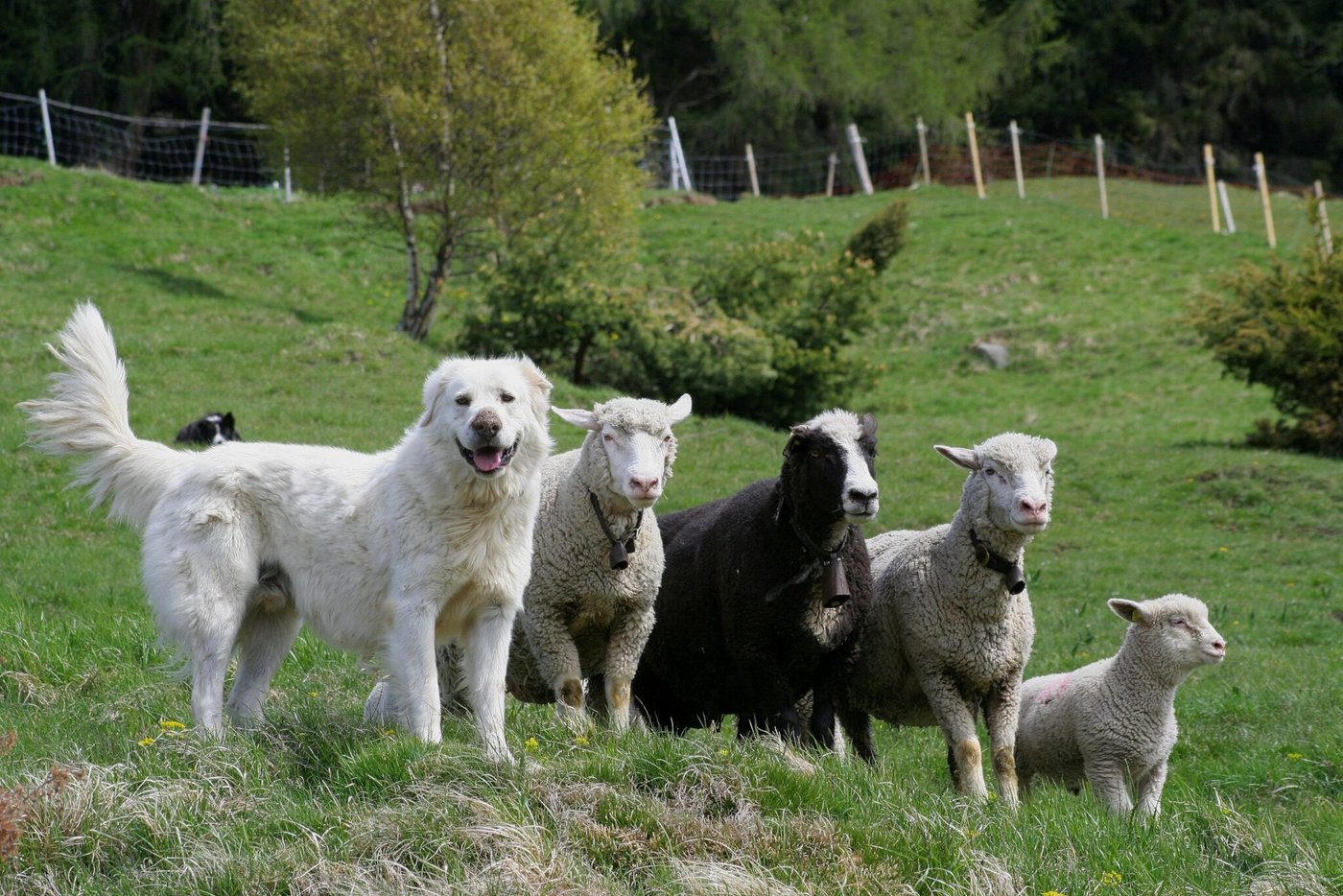Der Herdenschutz soll ausgebaut werden, damit die Tiere besser vor den Grossraubtieren geschützt sind. (Bild David Gerke)