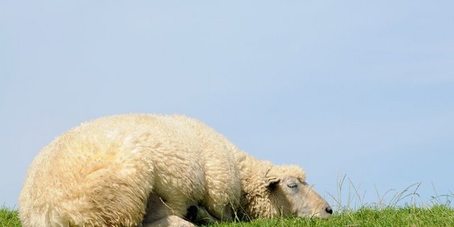 Zu den guten Neuigkeiten gehört, dass jetzt Massenmeldungen von Schafen möglich sein sollten. (Bild Fotolia)