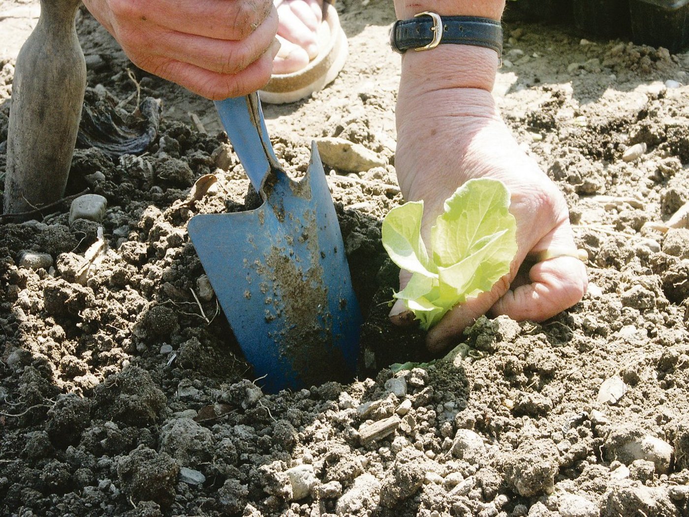 Vom Setzling bis zum fertigen Salatkopf kann man schon eine Geschichte erzählen. Allerdings hat jeder Landwirt Spannenderes zu erzählen.(Bild BauZ)