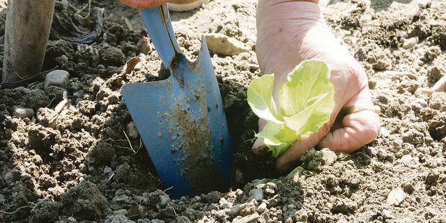 Vom Setzling bis zum fertigen Salatkopf kann man schon eine Geschichte erzählen. Allerdings hat jeder Landwirt Spannenderes zu erzählen.(Bild BauZ)
