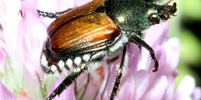 Der Japankäfer frisst Blätter, Blüten und Früchte diverser Kulturpflanzen und Baumarten und kann erheblichen Schaden anrichten. (Bild Wikimedia)