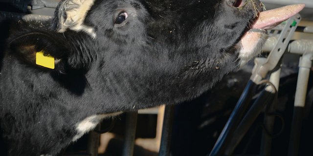 Das Rindvieh spielt in der Verwertung von Nebenprodukten aus der Lebensmittelproduktion eine entscheidende Rolle. Die Trinkwasser-Initiative könnte das ändern.(Bild Samuel Rolli)