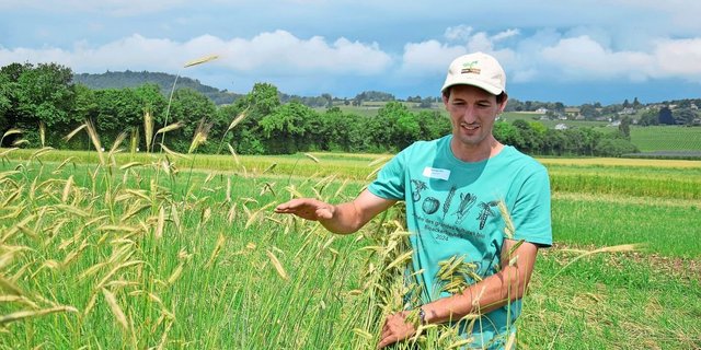 Trotz hoher Halme: Mehr Biomasse wäre bei diesem Grünschnittroggen wünschenswert gewesen, sagt Dominique Flury.