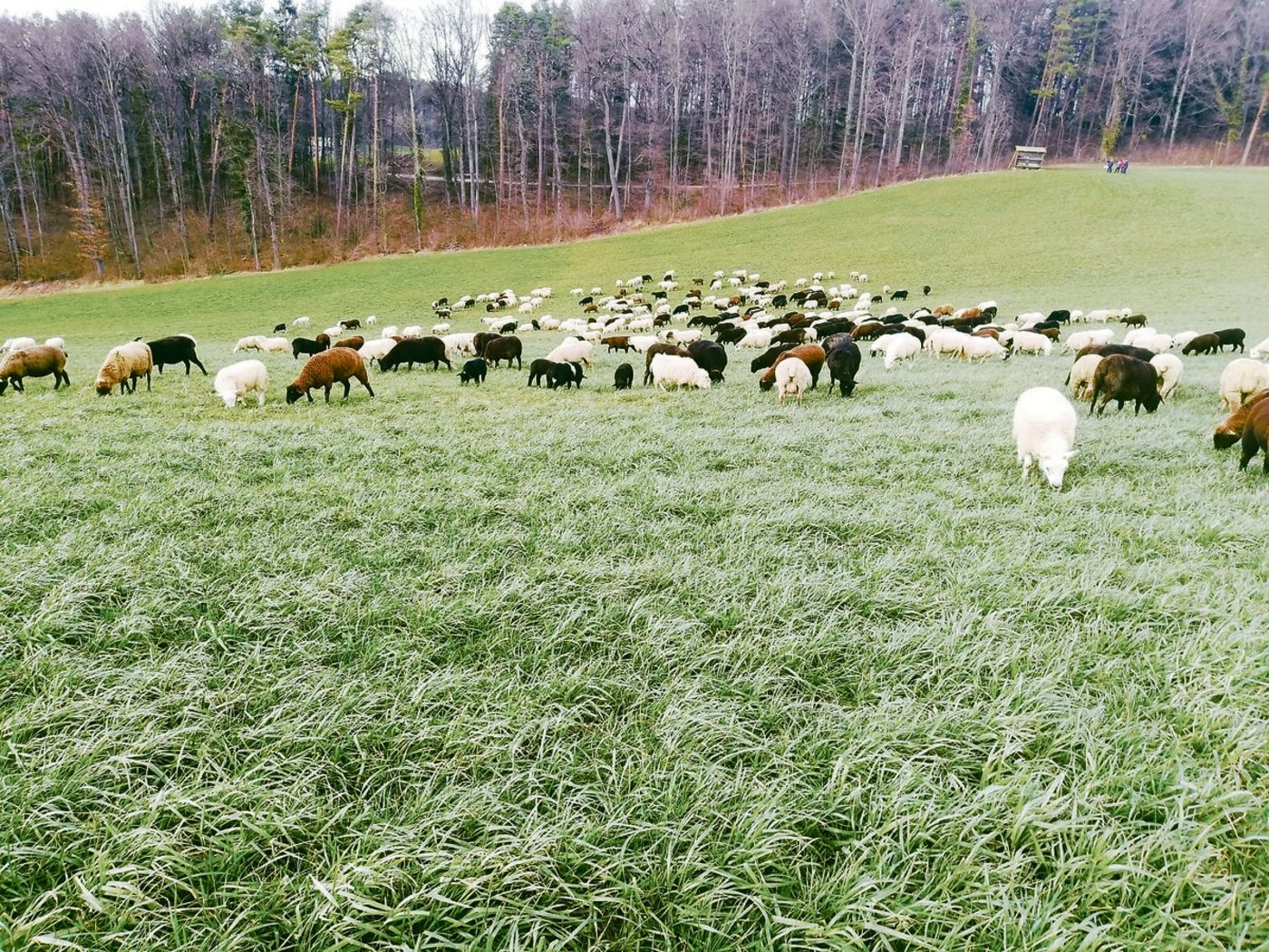 Die Wanderschäferei profitiert voraussichtlich vom Klimawandel. Hier ein Bild der weidenden Herde von Stefan Sprunger im saftigen Gras von Mitte Februar.(Bild Peter Bringold)