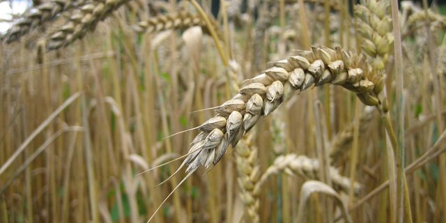 Auch der Bundesrat hatte die Annahme der Motion zur Stärkung der Pflanzenzüchtung beantragt. (Bild lid)